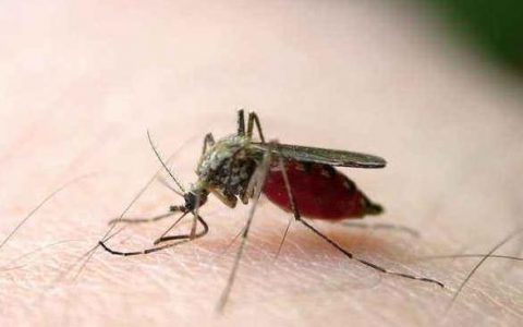 无人机用于防治蚊子