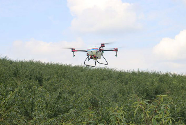 用无人机计划在村里撒药1000亩