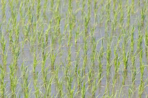 无人机水稻移栽田的除草方法