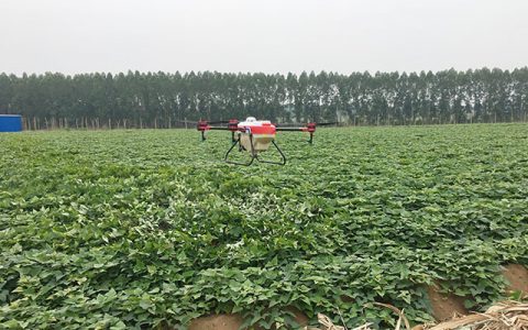 植保无人机红薯地喷洒农药防治虫害