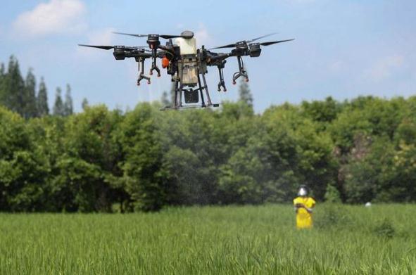 植保无人机飞手叶天威在进行水稻实地飞防项目比赛。