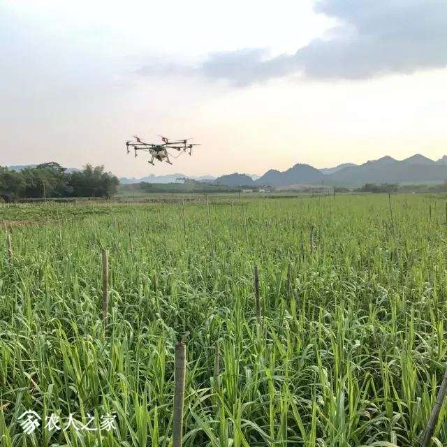 大疆打药无人机MG-1S复杂环境下甘蔗的飞防作业