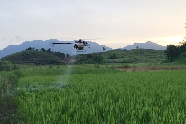 惠东县水稻病虫害防治用上了植保无人机 