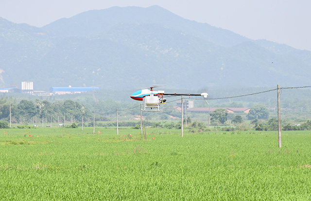 植保无人机携带17升农药在绿油油的水稻上空飞舞