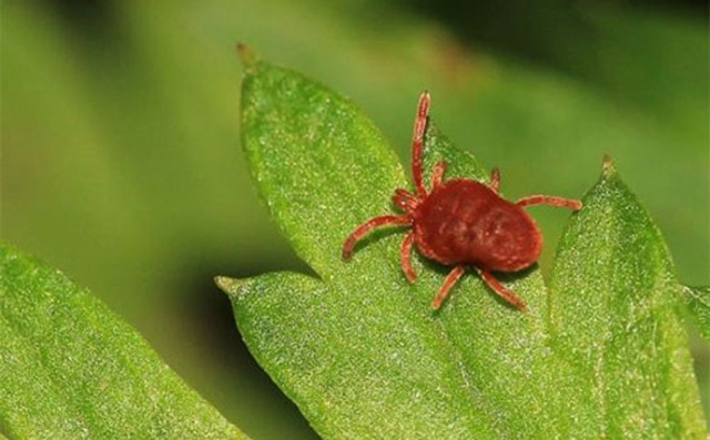 植保无人机防治红蜘蛛的优势