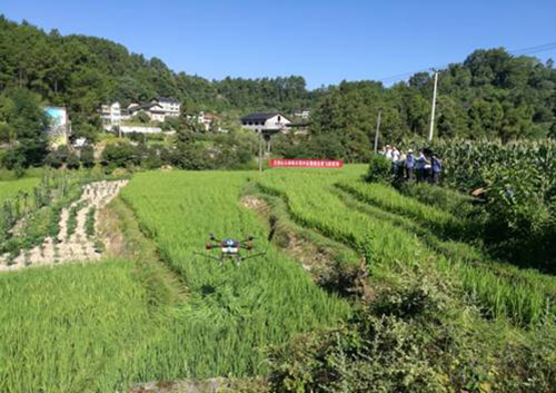 巴南区植保无人机防治水稻病虫害
