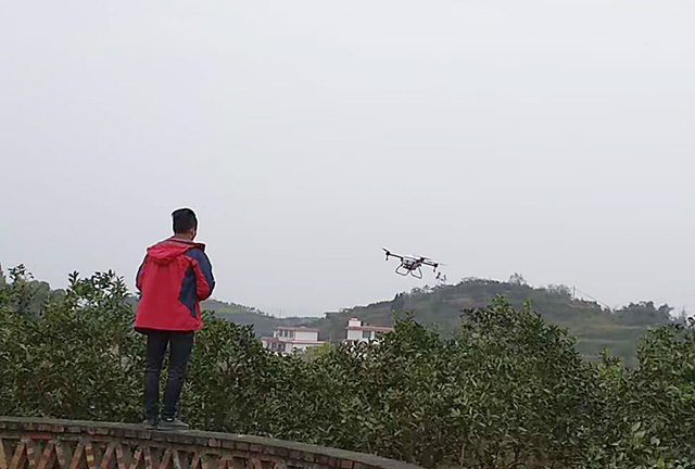 伴随着第一架植保无人机的轰鸣起飞，拉开了全区柑橘木虱统防统治序幕。