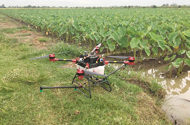 泰国用无人机为芋头喷洒农药 高效又安全 