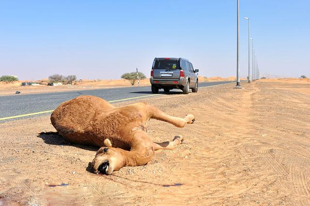 “谢大脚”车祸原因：车撞上两头骆驼，开车时遇到动物如何躲避？