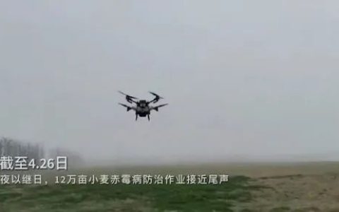 极飞无人机喷洒上海崇明小麦 （极飞无人机防治小麦赤霉病）