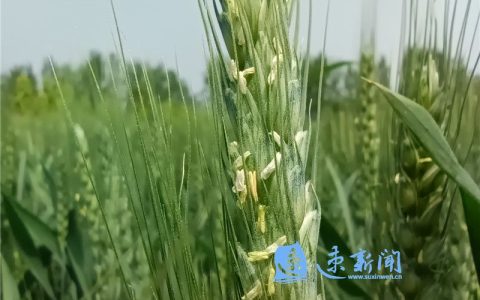 2022小麦无人机喷洒农药价格（小麦无人机打药价格表）